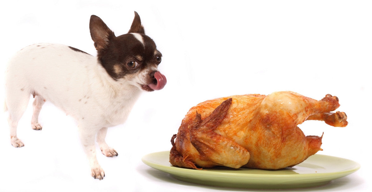 Keeping Your Dog Happy at Thanksgiving