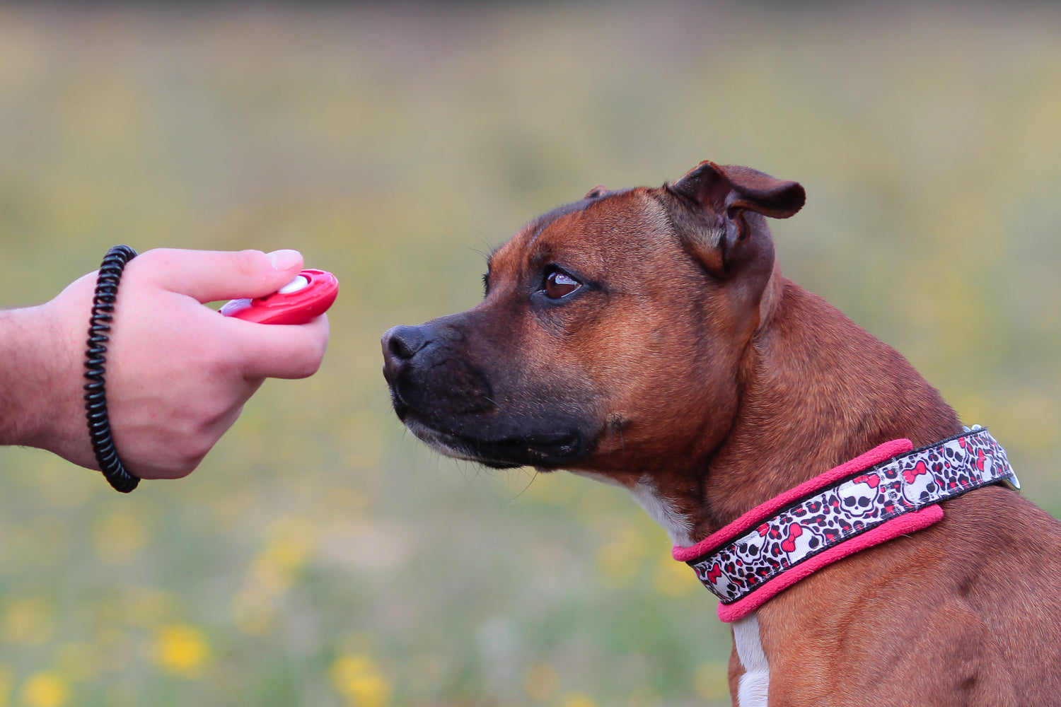 Training Essentials for Your Newly Adopted Dog or Current Canine Companion