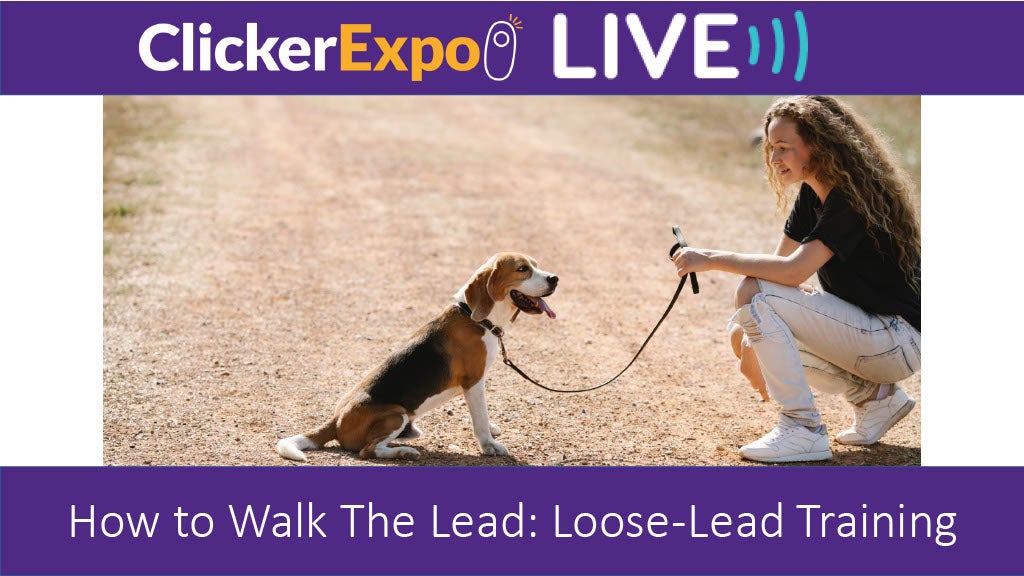 How to Walk The Lead: Loose-Lead Training - Video on Demand