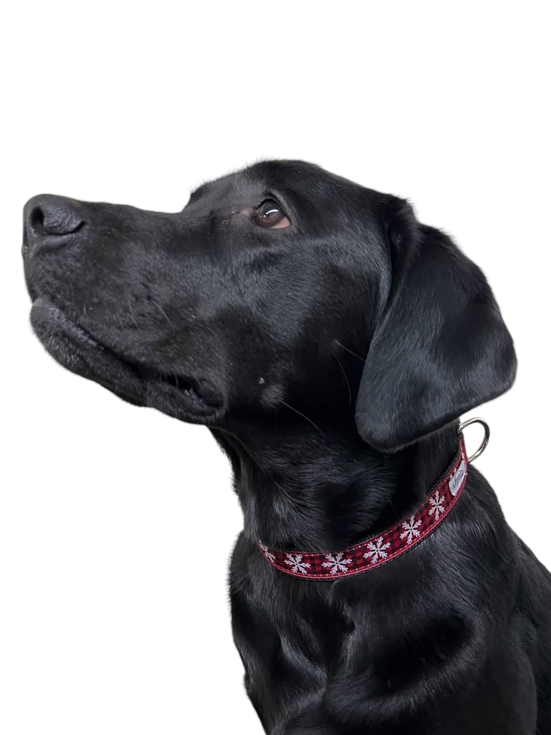 Holiday Dog Collars