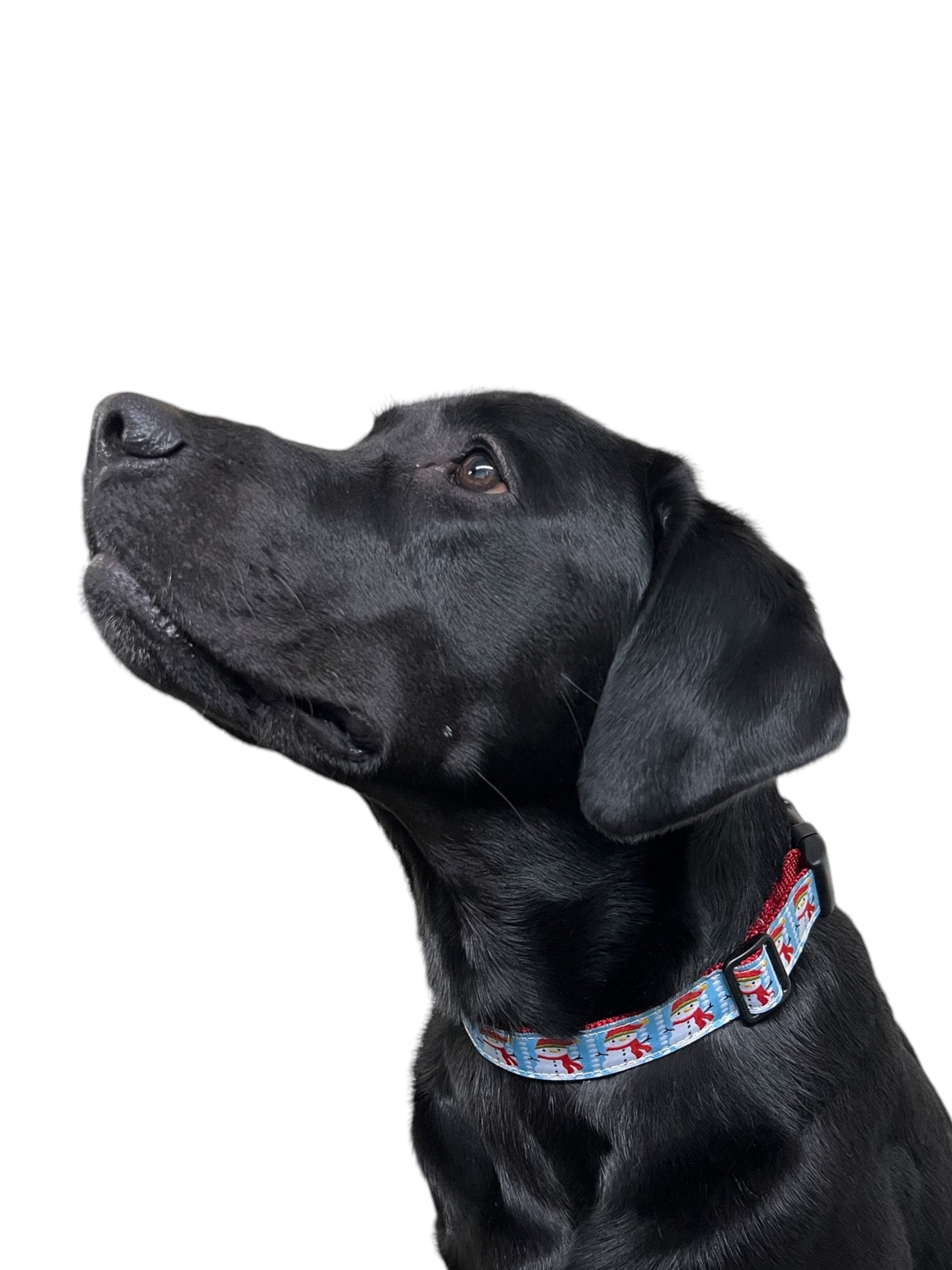 Holiday Dog Collars