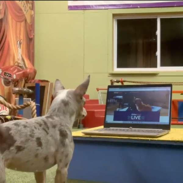 Video on Demand Video of Your Choice